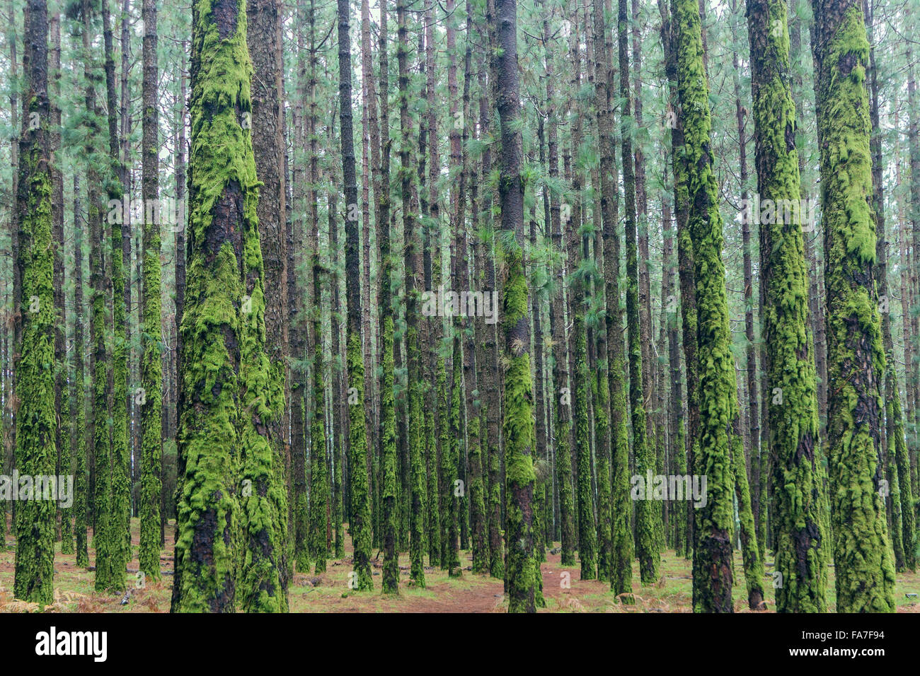 Los árboles dentro del bosque de coníferas cubierto de musgo Foto de stock