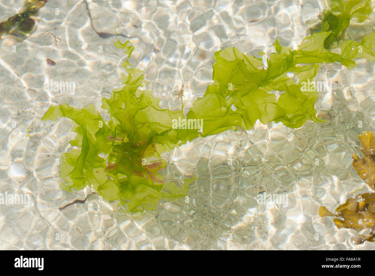 Lechuga de mar, Meersalat, Meerlattich, Meer-Salat, 'Fischersalat', Ulva lactuca, Grünalge, la Laitue de mer Foto de stock