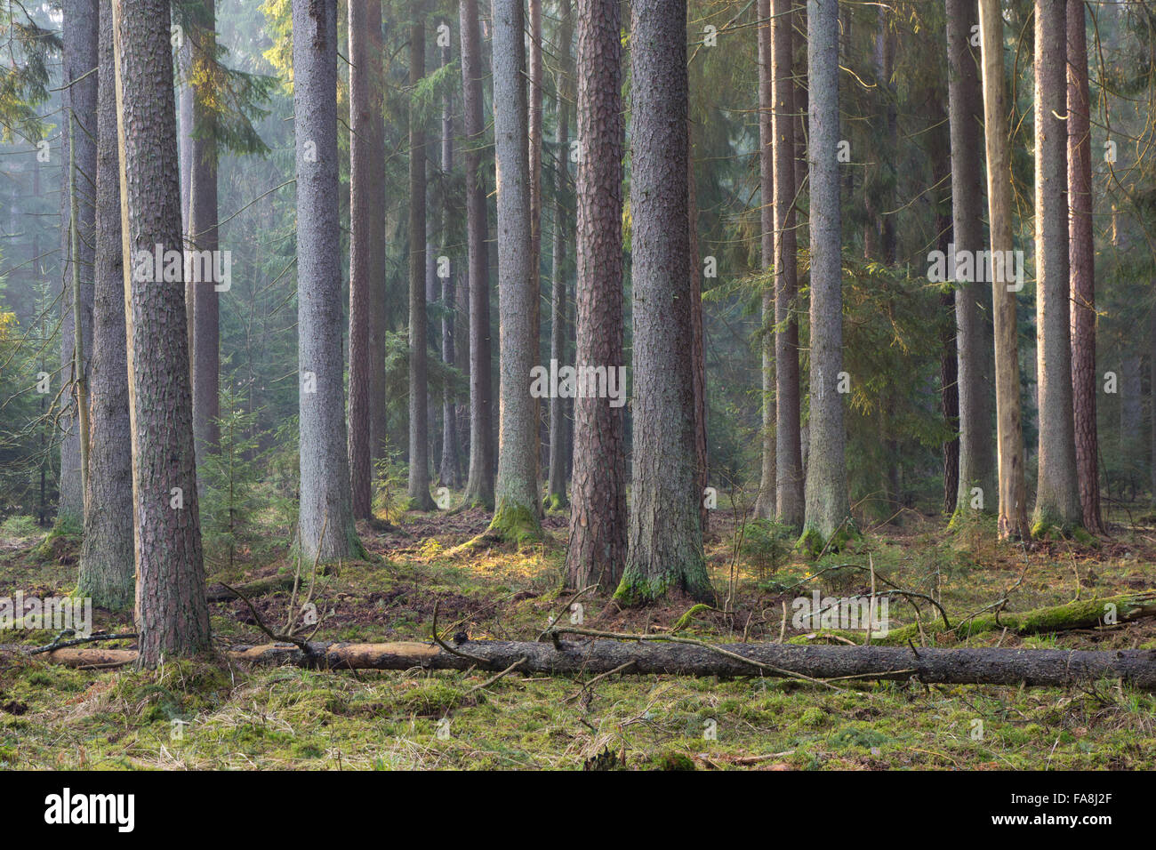 Sunbeam introducción ricos bosques de coníferas misty mañana con viejos abetos y pinos,el bosque de Bialowieza, Polonia,Europa Foto de stock