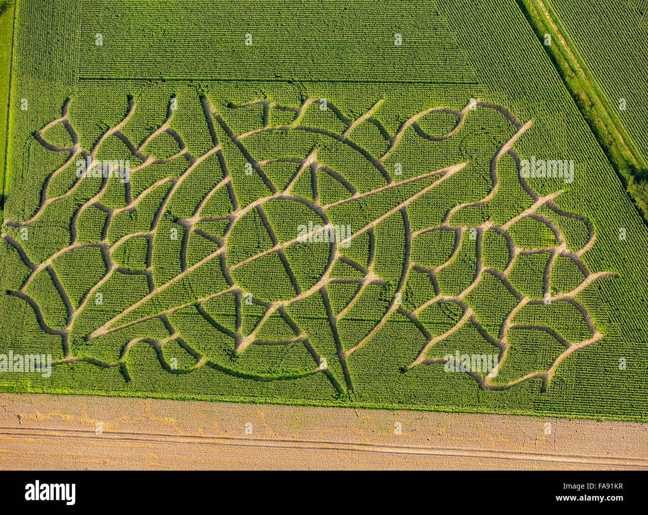 Laberinto de maíz en la forma de un compás rose, arte, laberinto de