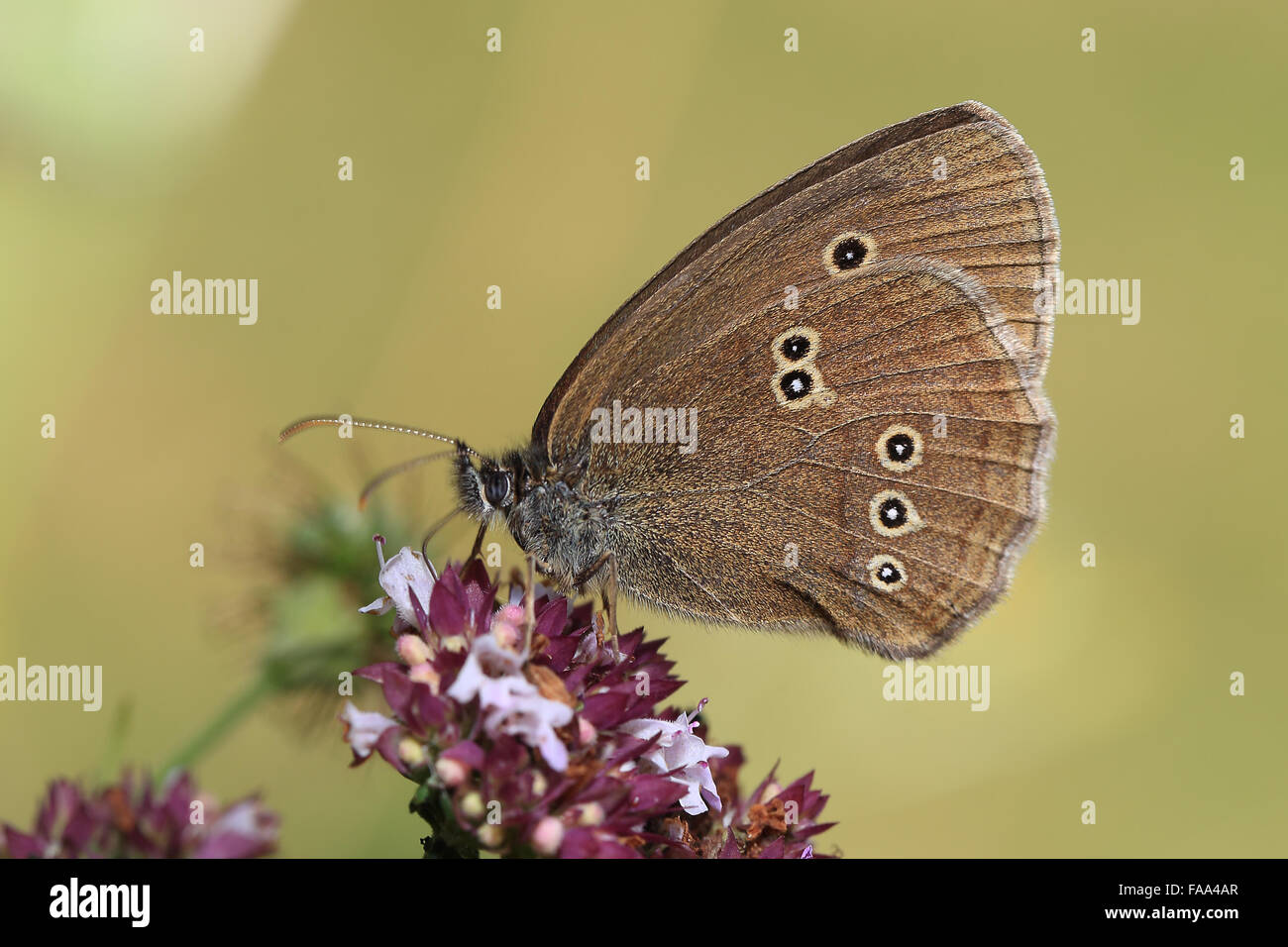 Aphantopus hyperantus Ringlet (mariposas), nectaring silvestres de la Mejorana (Origanum vulgare) flores, Gloucestershire, Inglaterra, Reino Unido. Foto de stock