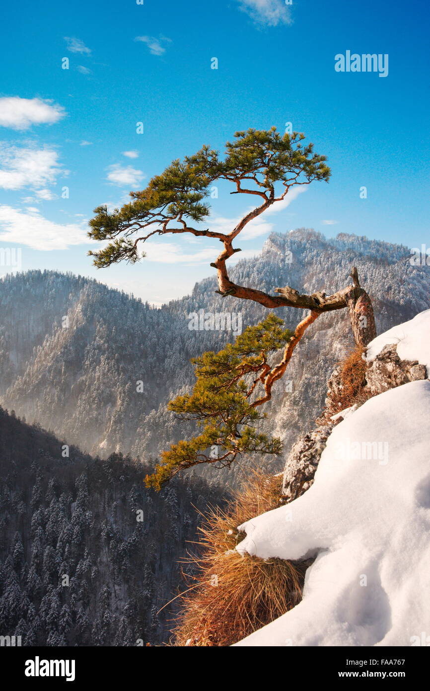 Solo pino en el Parque Nacional Pieniny Sokolica acantilado al atardecer, Polonia Foto de stock