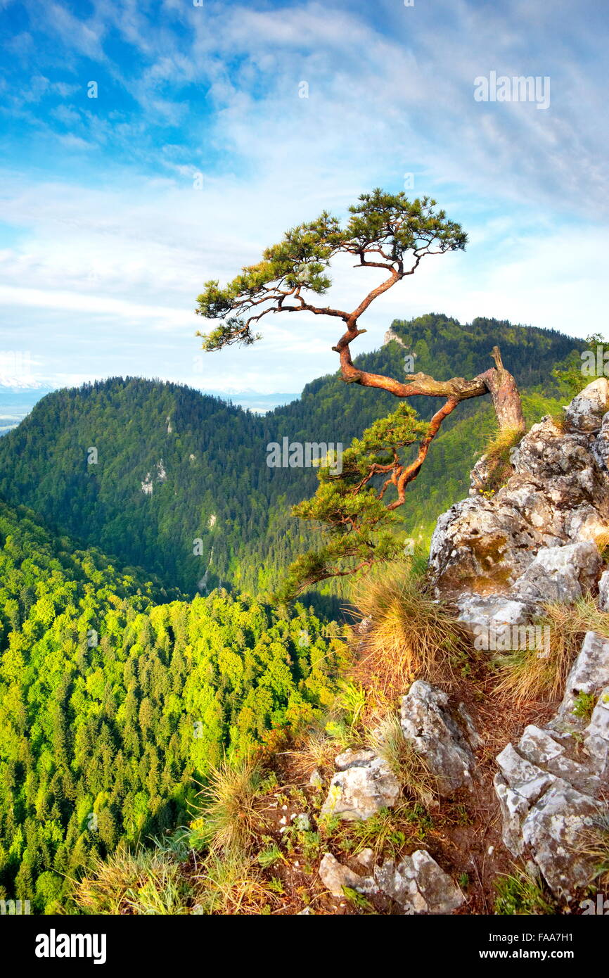 Solo pino en el Parque Nacional Pieniny Sokolica acantilado al atardecer, Polonia Foto de stock