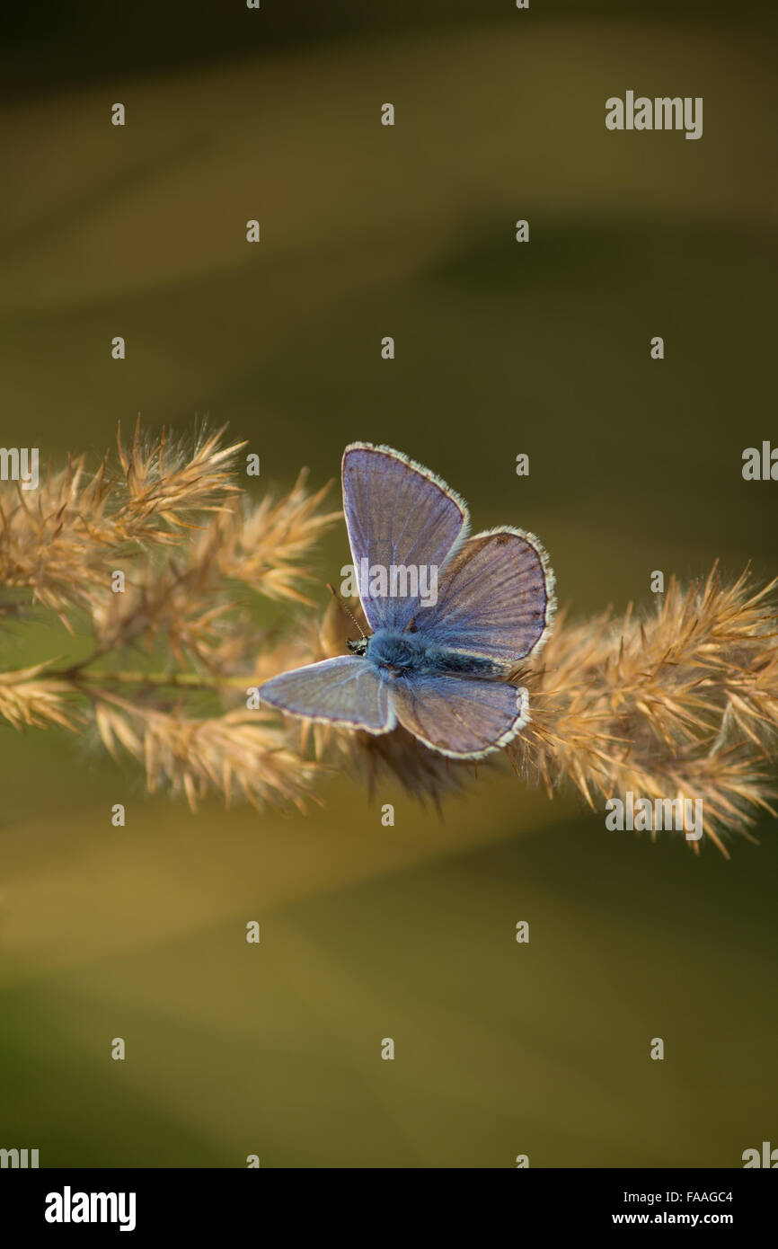 Azul común (Polyommatus icarus) mariposa sobre una paja Foto de stock