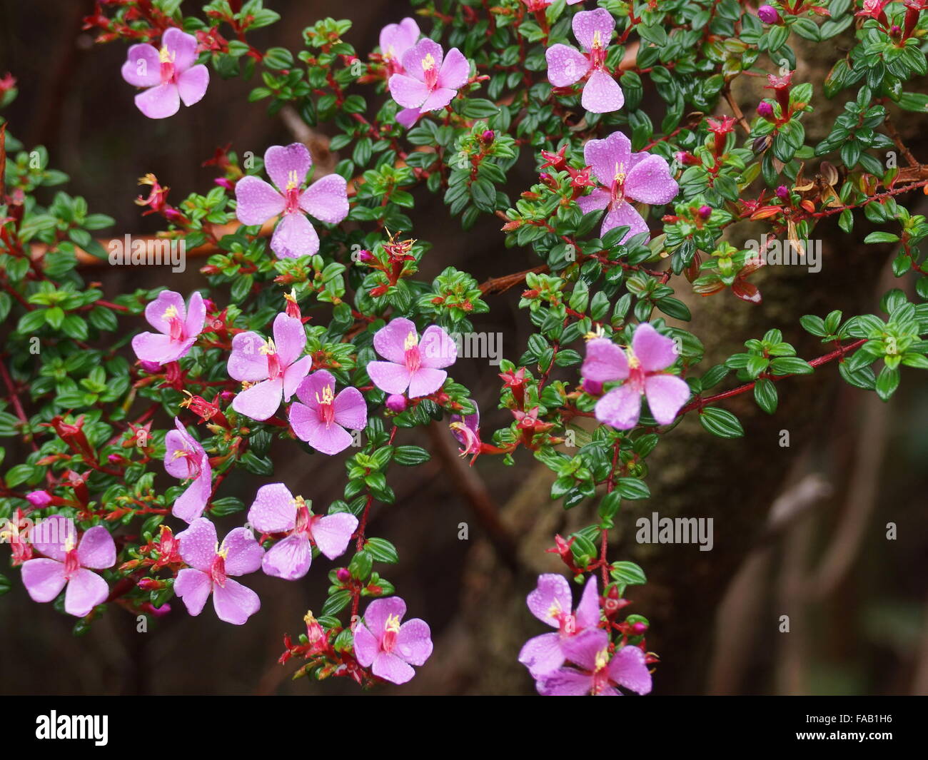 Flores de color rosa sobre un fondo de hojas verdes. Monochaetum vulcanicum , Melastomataceae. Costa Rica, provincia de Alajuela, Poás Foto de stock