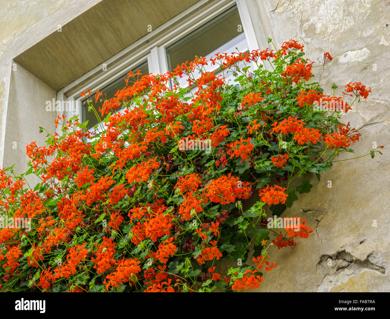 Jardineras rústicas y viñas en la ciudad de Bressanone (Brixen) en el norte  de Italia Fotografía de stock - Alamy