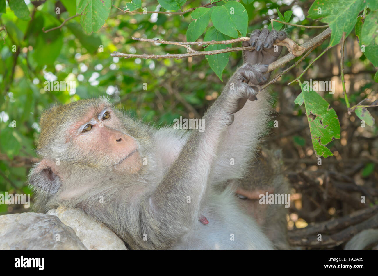 Los Monos Suelen Poseer Colas Y Que Consta De Unas 260 Especies Vivientes Conocidas Muchas 6703