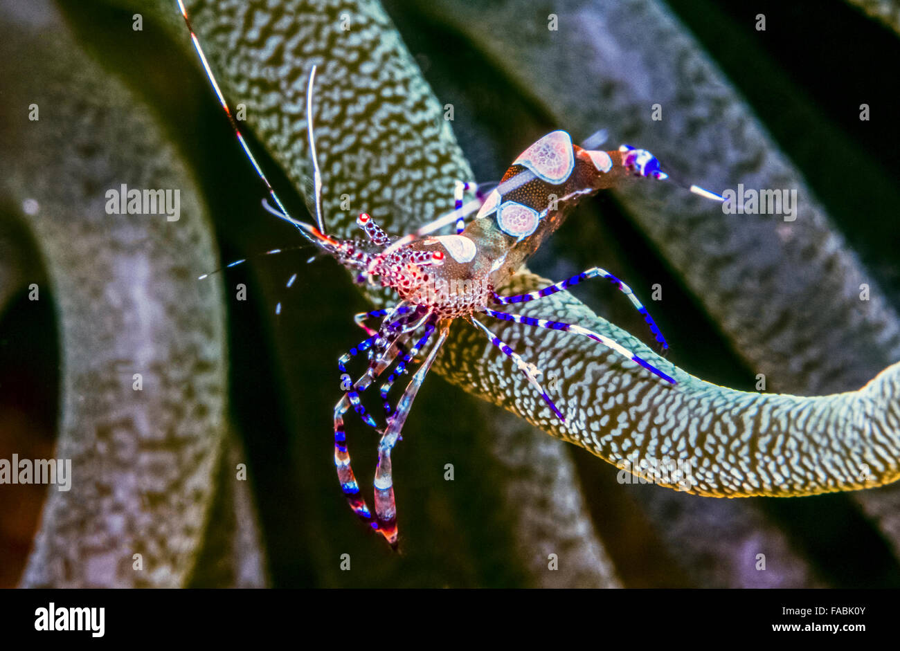 Camarón limpiador moteados, Periclimenes yucatanicus, es una especie de camarón  limpiador común para el Mar Caribe Fotografía de stock - Alamy
