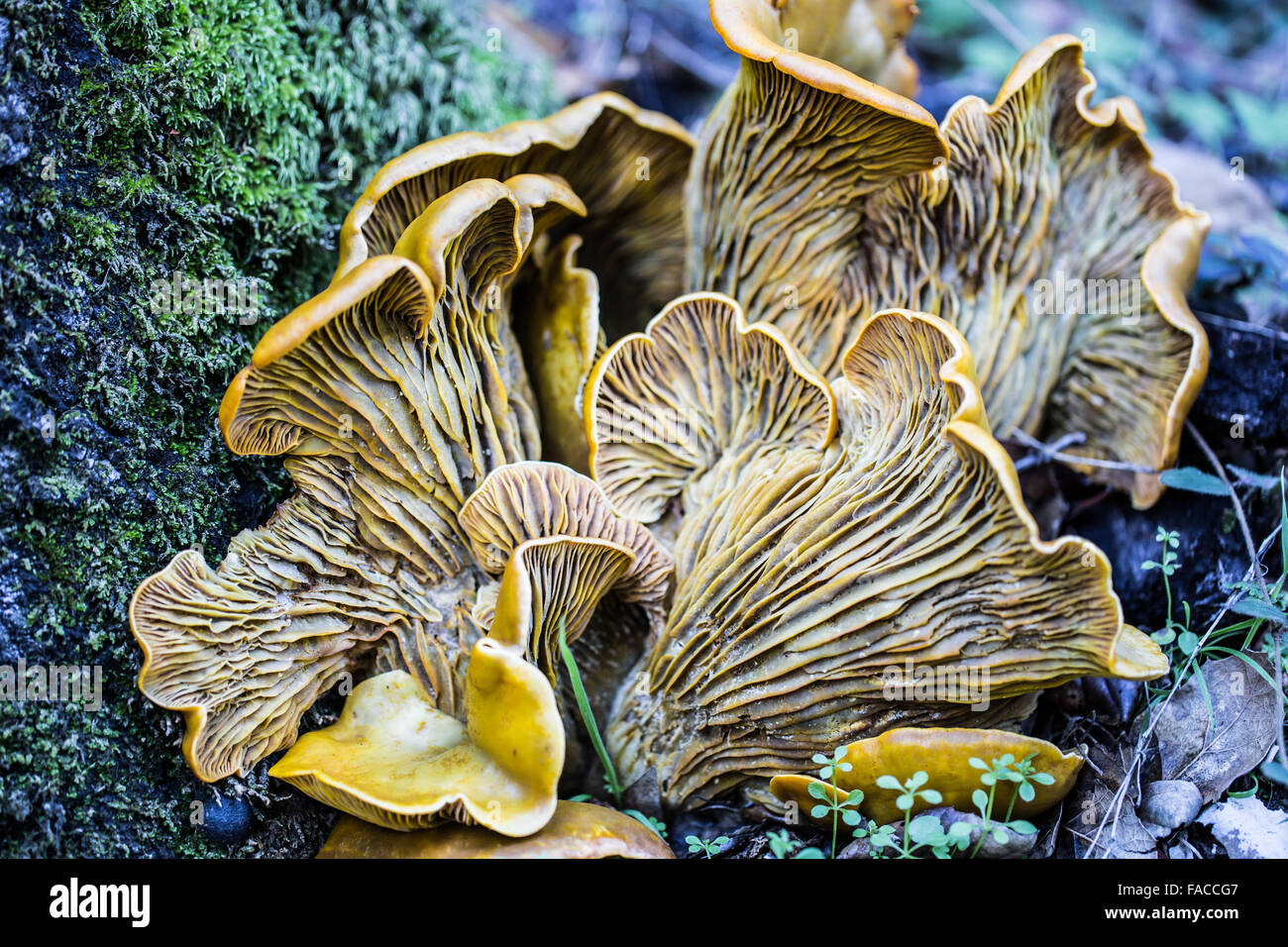 Omphalotus olivascens, conocido comúnmente como el western jack-o'-lantern mushroom Foto de stock