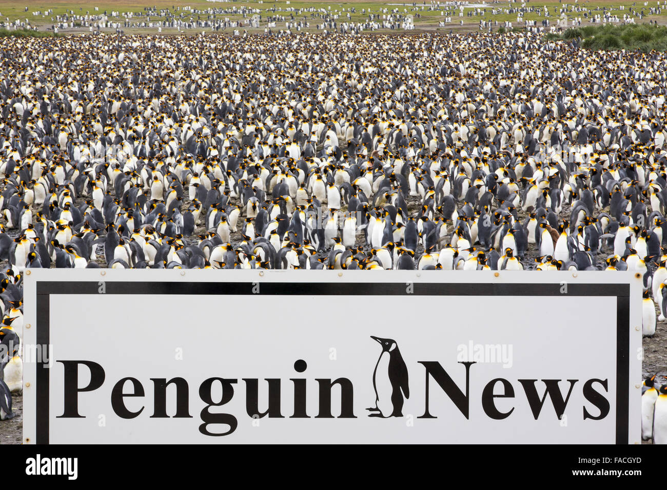 Pingüinos rey en el mundo, el segundo más grande de colonia de pingüinos rey en la llanura de Salisbury, Georgias del Sur en el Océano Austral. Foto de stock