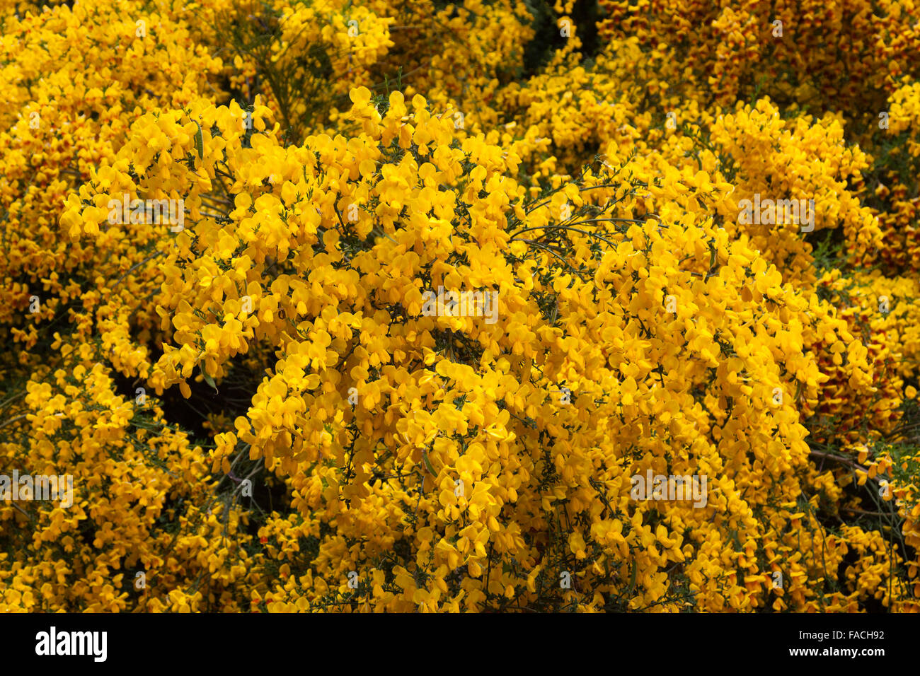 Flores amarillas o escoba aulagas (Genista) creciendo en América del Sur Foto de stock