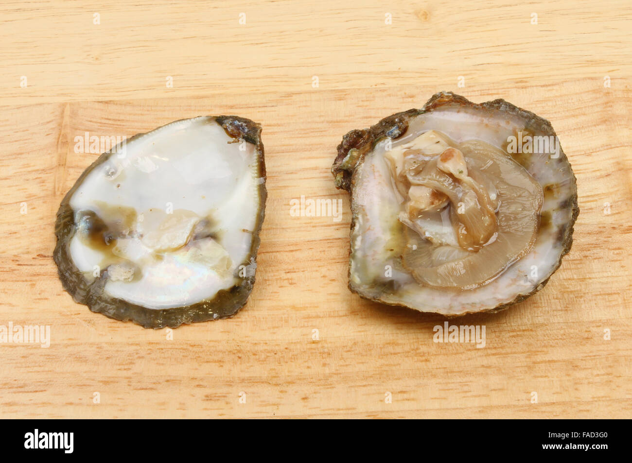 Abre ostras frescas sobre una tabla de madera Foto de stock