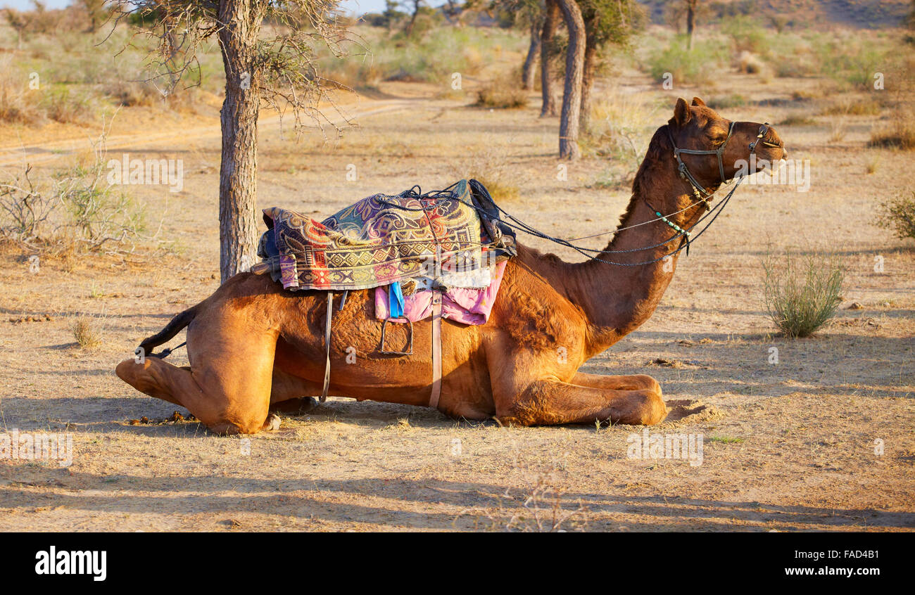 Camello en el desierto Thar, cerca de Jaisalmer, Rajasthan, India Foto de stock