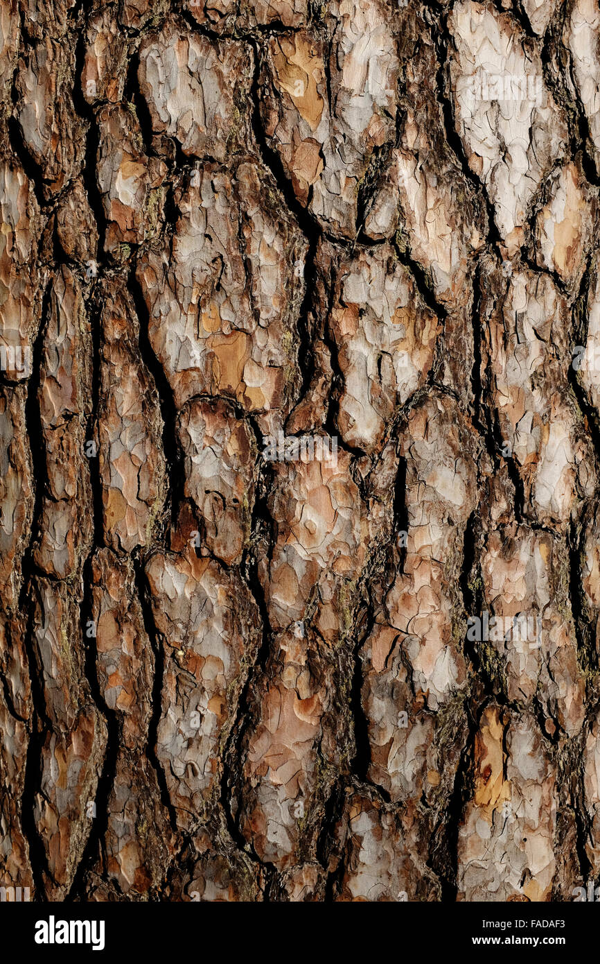 Corteza de pino de cerca, vertical Foto de stock