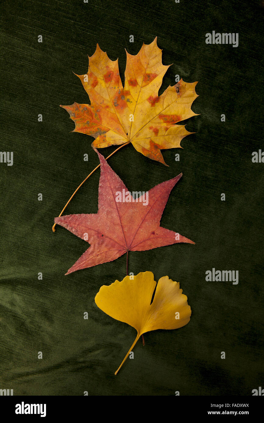 Una variedad de coloridas hojas de otoño encontrados en Prospect Park, Brooklyn, Nueva York, incluso olmos, arces, Ginkgo, dulces, chicles, roble y otros. Foto de stock