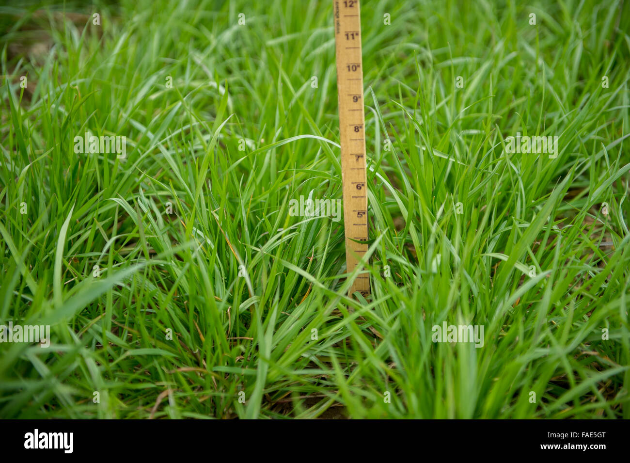 Medir con una regla de pasto Fotografía de stock Alamy