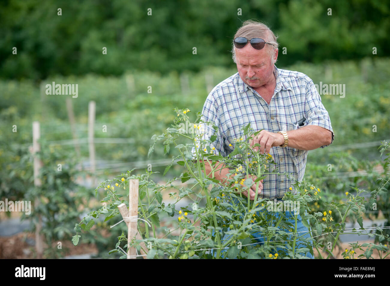 Agricultor mirando por encima de sus cultivos Foto de stock