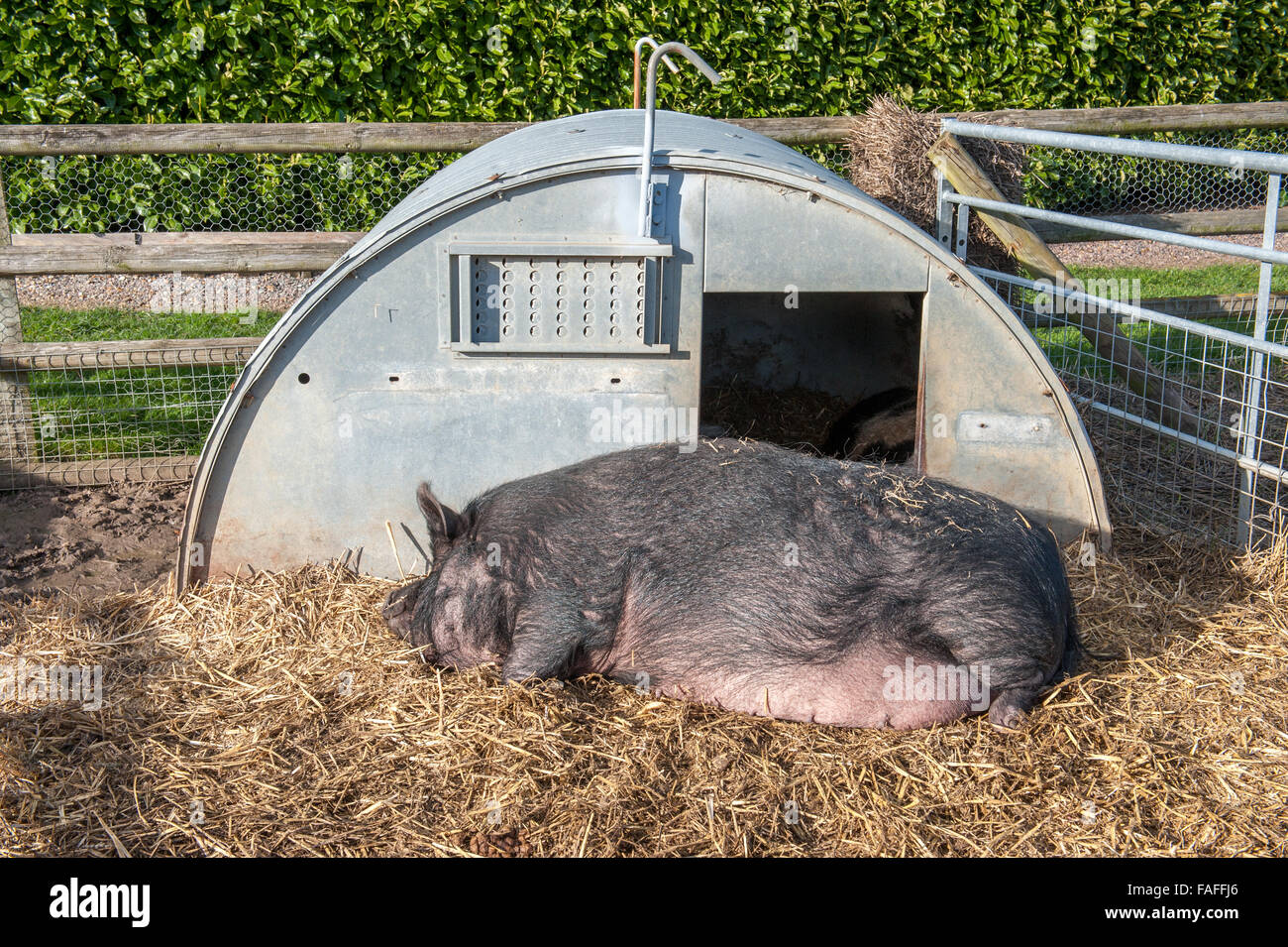Lazy pig sentar dormido fuera choza de metal Foto de stock