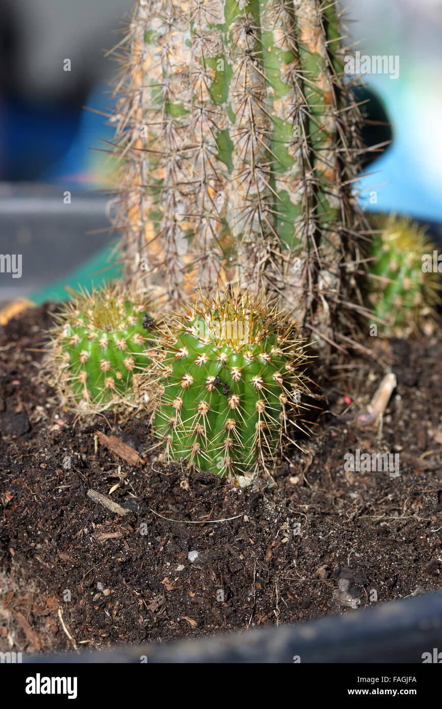 Nuevo crecimiento Echinopsis (Trichocereus) spachiana cactus y la planta  principal Fotografía de stock - Alamy