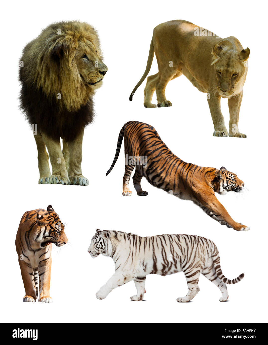 Conjunto de leones y tigres. Aislado sobre fondo blanco Fotografía de stock  - Alamy