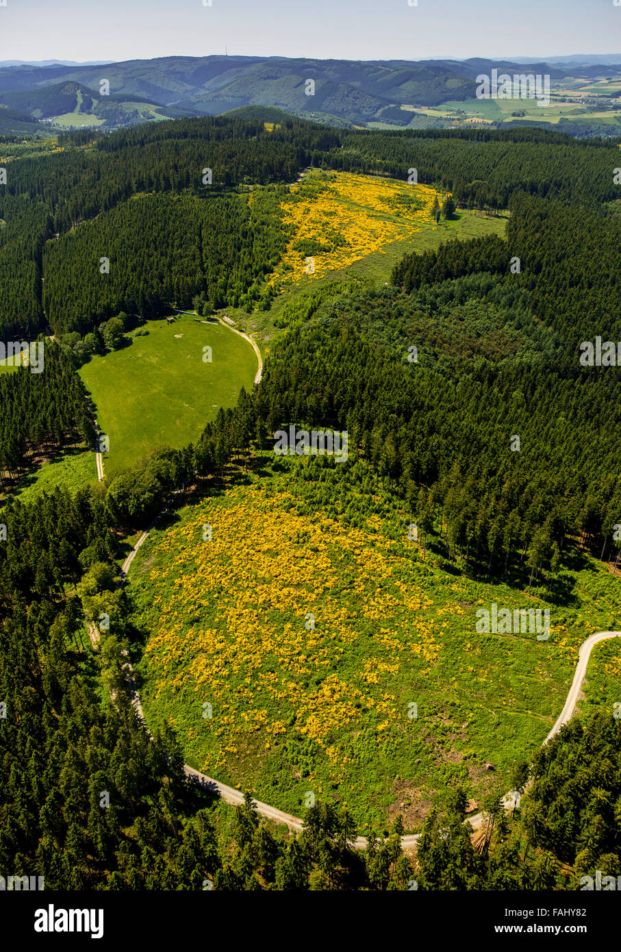 Vista aérea, en el campo de monte bajo, floración, retamas, Winterberg, Sauerland, Renania del Norte-Westfalia, Alemania, Europa, vista aérea, Foto de stock