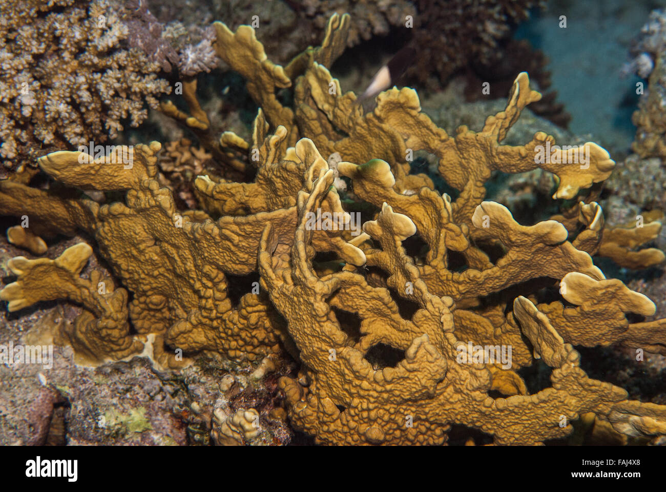 Coral de fuego Millepora platyphylla, Milleporidae, Sharm el Sheikh, Mar Rojo, Egipto Foto de stock