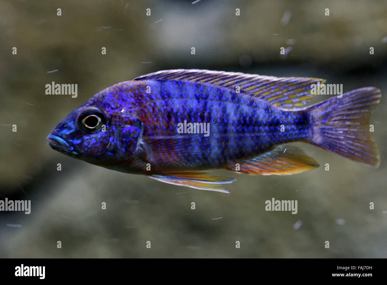 Cíclidos son peces de la familia Cichlidae en el orden de los Perciformes. Foto de stock