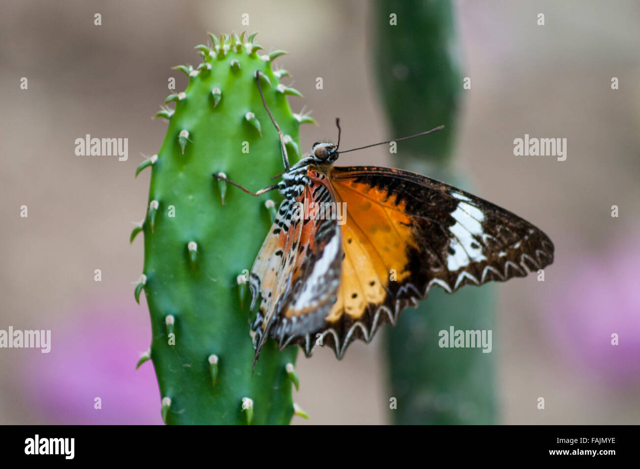 Llanura de mariposa tigre (Danaus chrysippus), también conocida como la mariposa monarca africana, en un cactus en Myanmar. Foto de stock