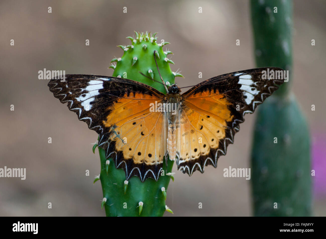 Llanura de mariposa tigre (Danaus chrysippus), también conocida como la mariposa monarca africana, en un cactus en Myanmar. Foto de stock