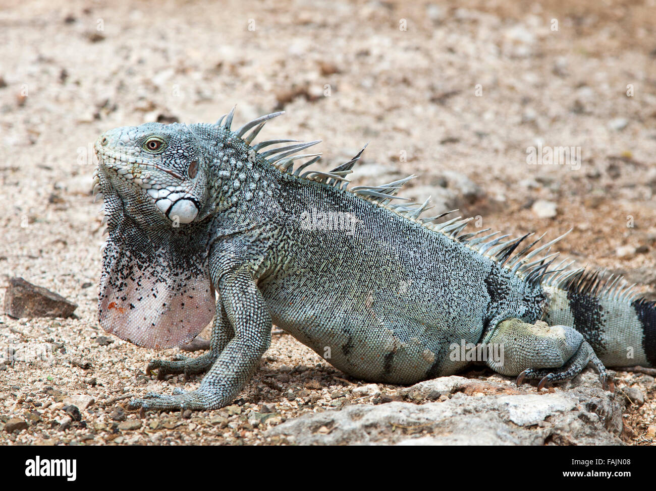 Una iguana verde (Iguana iguana), en Curazao Foto de stock