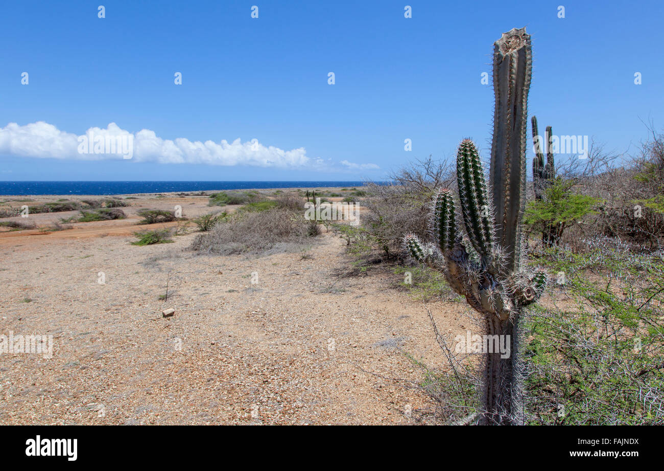 La costa en el Parque Nacional Shete Boka, Curacao Foto de stock