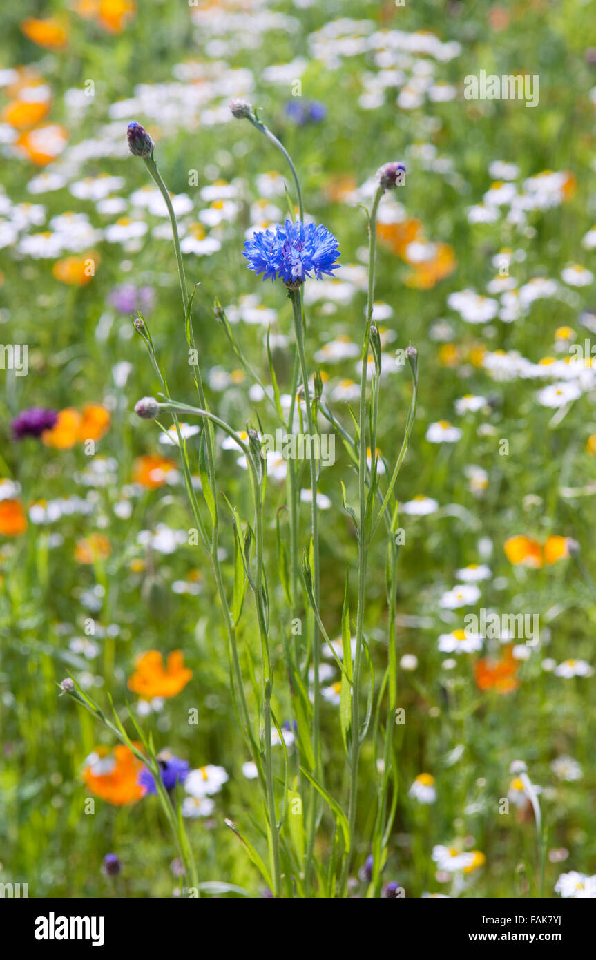 CENTAUREA CYANUS en un prado de flores silvestres Foto de stock