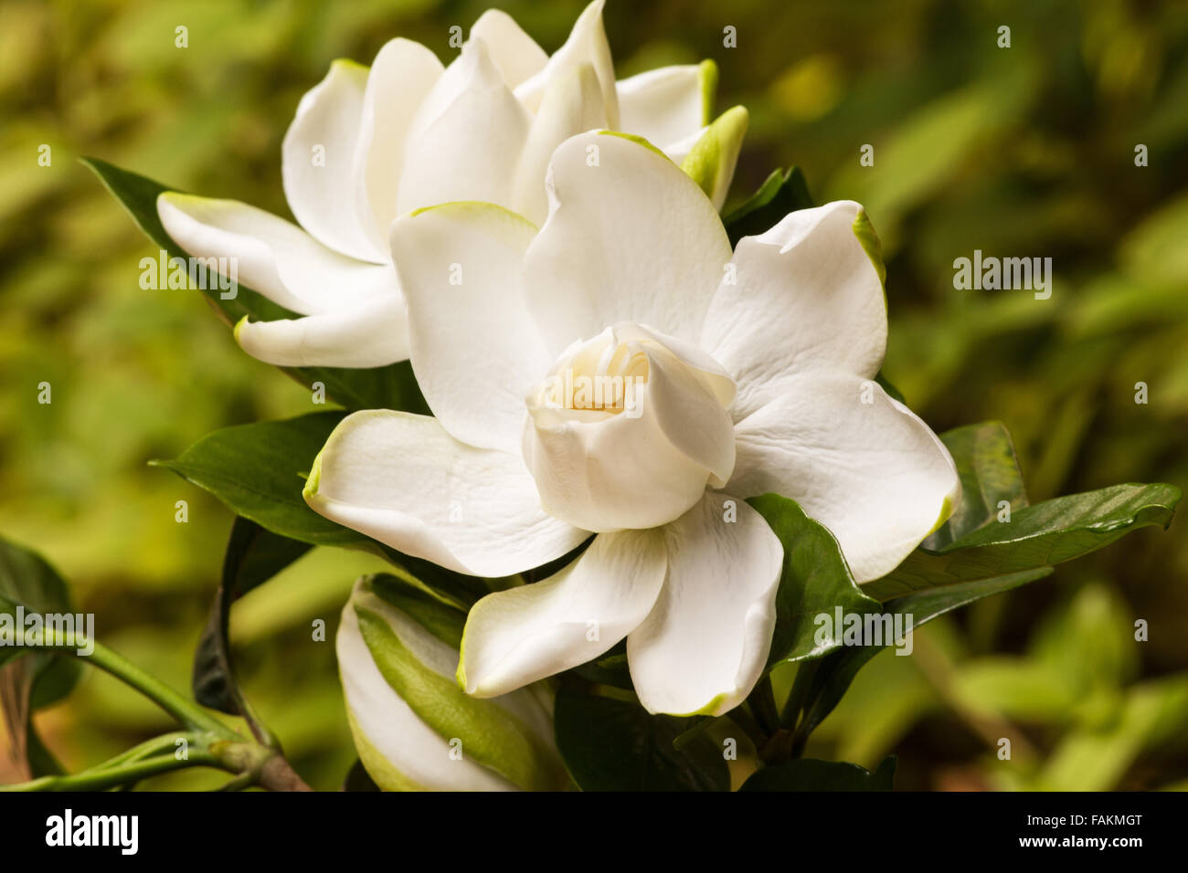Planta Gardenia (gardenia jasminoides) en flor con fondo natural Fotografía  de stock - Alamy