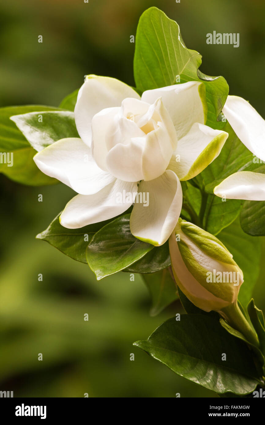 Planta Gardenia (gardenia jasminoides) en flor sobre fondo natural Fotografía de stock - Alamy Planta Gardenia (gardenia jasminoides) en flor sobre fondo natural Fotografía de stock - Alamy