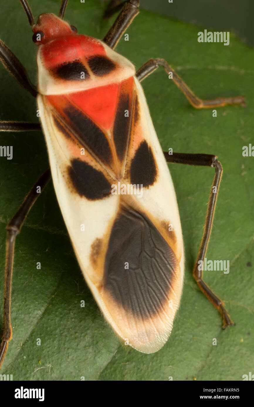 Un patrón en el ï¿½itros Pyrrhocoridae de un bug que se asemeja a la cara. Foto de stock