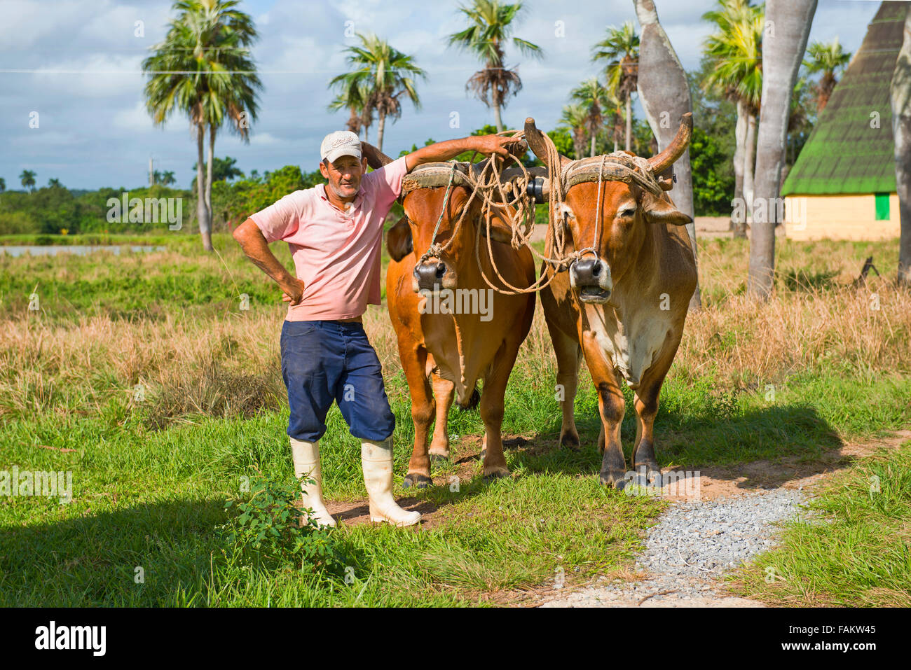 Granjero cubano, con bueyes, novillos, Valle de Viñales, Pinar del Río, Cuba Foto de stock