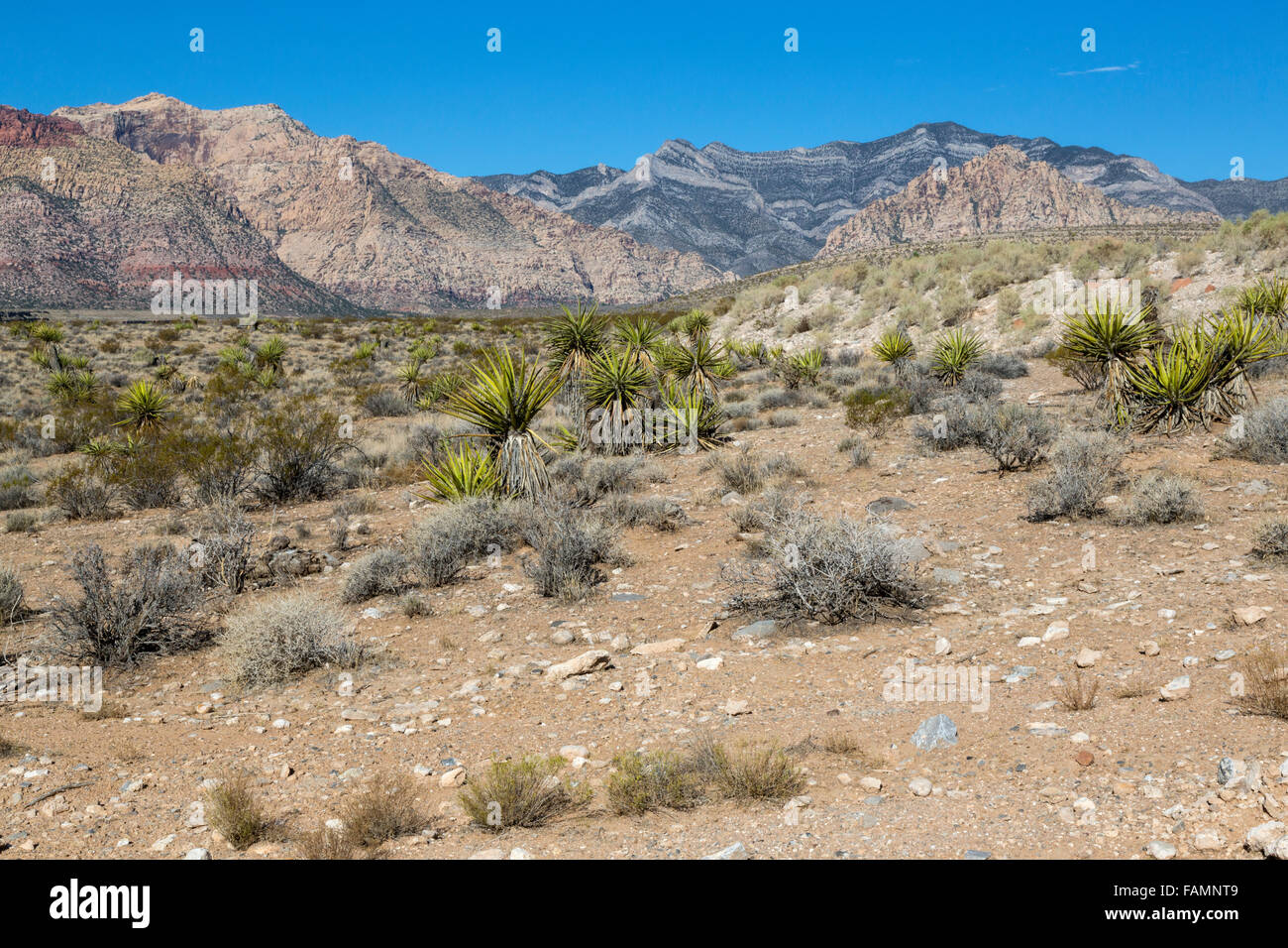 El Red Rock Canyon, en el estado de Nevada. La yuca de Mojave en oriente, empuje Keystone de piedra caliza gris en el fondo. Foto de stock