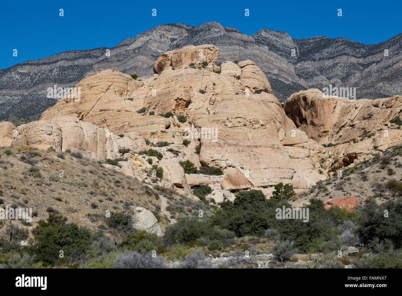 El Red Rock Canyon, en el estado de Nevada. Piedra caliza gris de la madre se alza sobre la montaña arenisca de luz más joven en el trapecio de empuje. Foto de stock