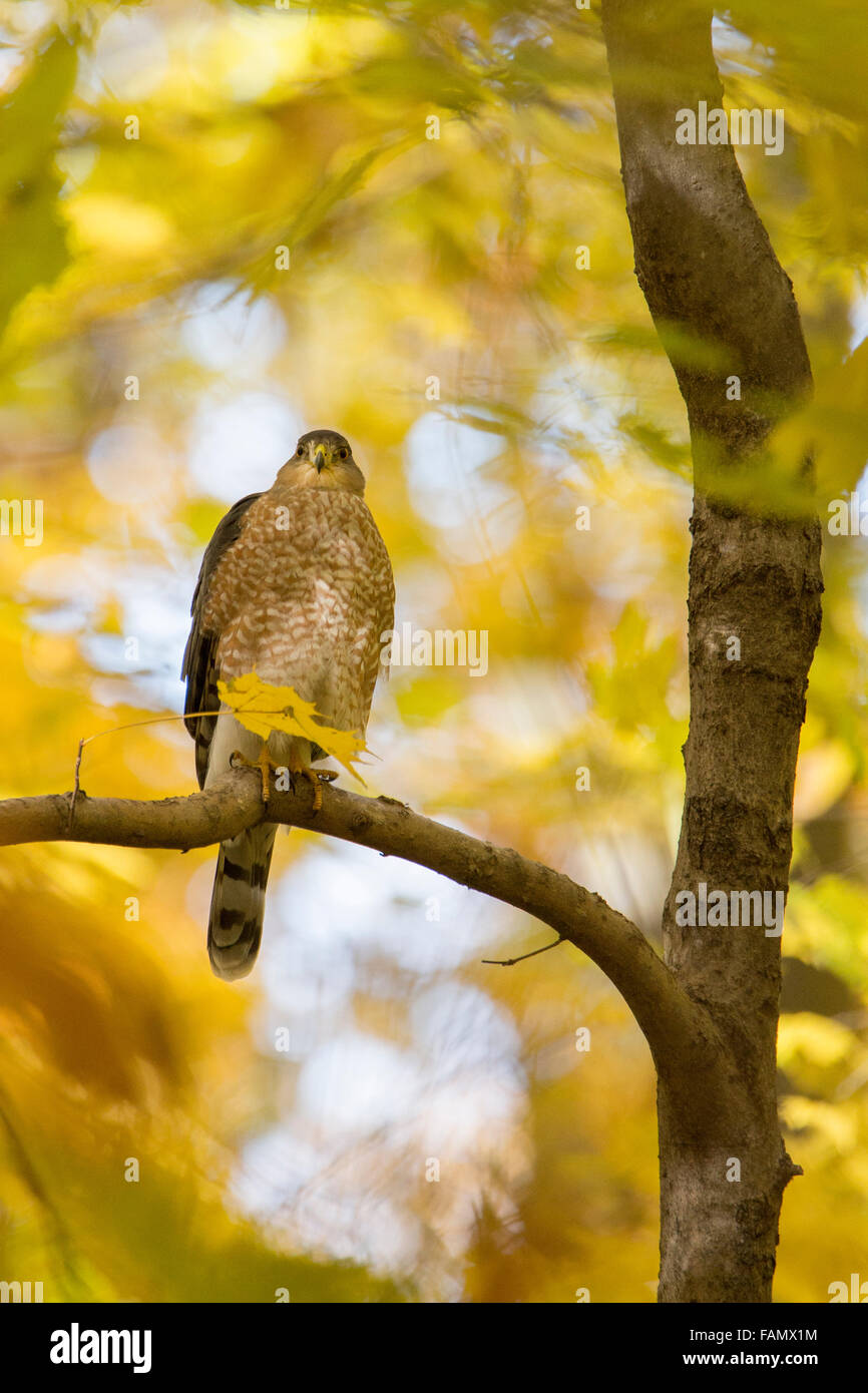 Cooper's hawk (Accipiter cooperii) en el otoño de luz dorada Foto de stock