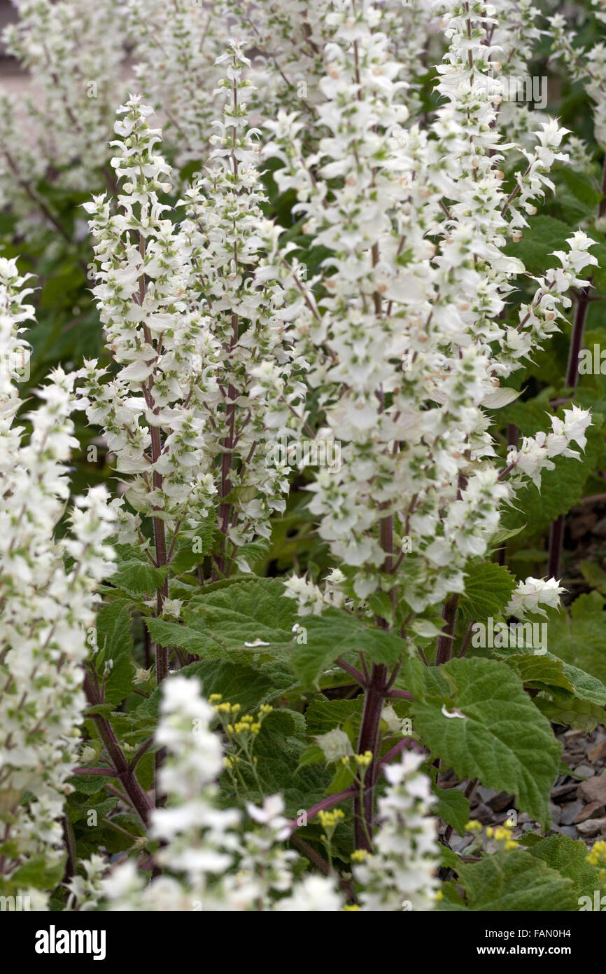 Flores de salvia blanca salvia flor de salvia Clary floreciendo Foto de stock