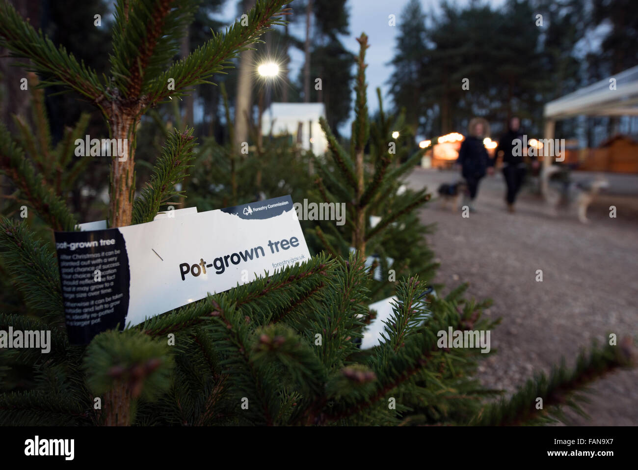 Abetos navideños para venta en un escenario de bosque. Foto de stock