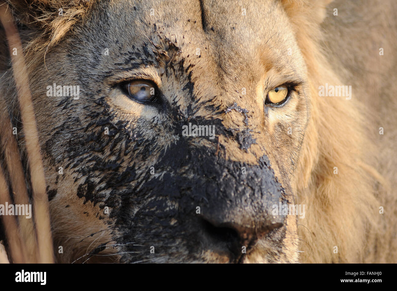 Retrato de un macho de león (Panthera leo) con cara de barro en Moremi NP (Khwai), Botswana Foto de stock
