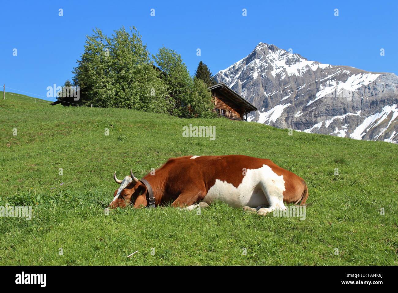 https://c8.alamy.com/compes/fank8j/vaca-durmiendo-sobre-un-verde-prado-y-la-cabana-de-montana-fank8j.jpg