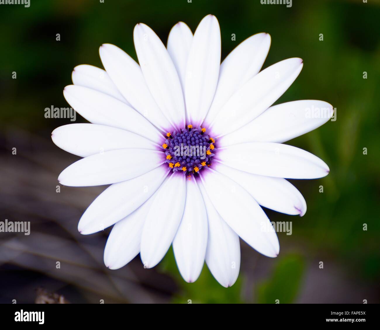 Daisy blanco y morado en el jardín Foto de stock