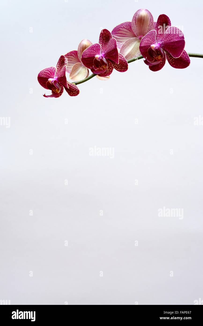 Orquídea púrpura Foto de stock