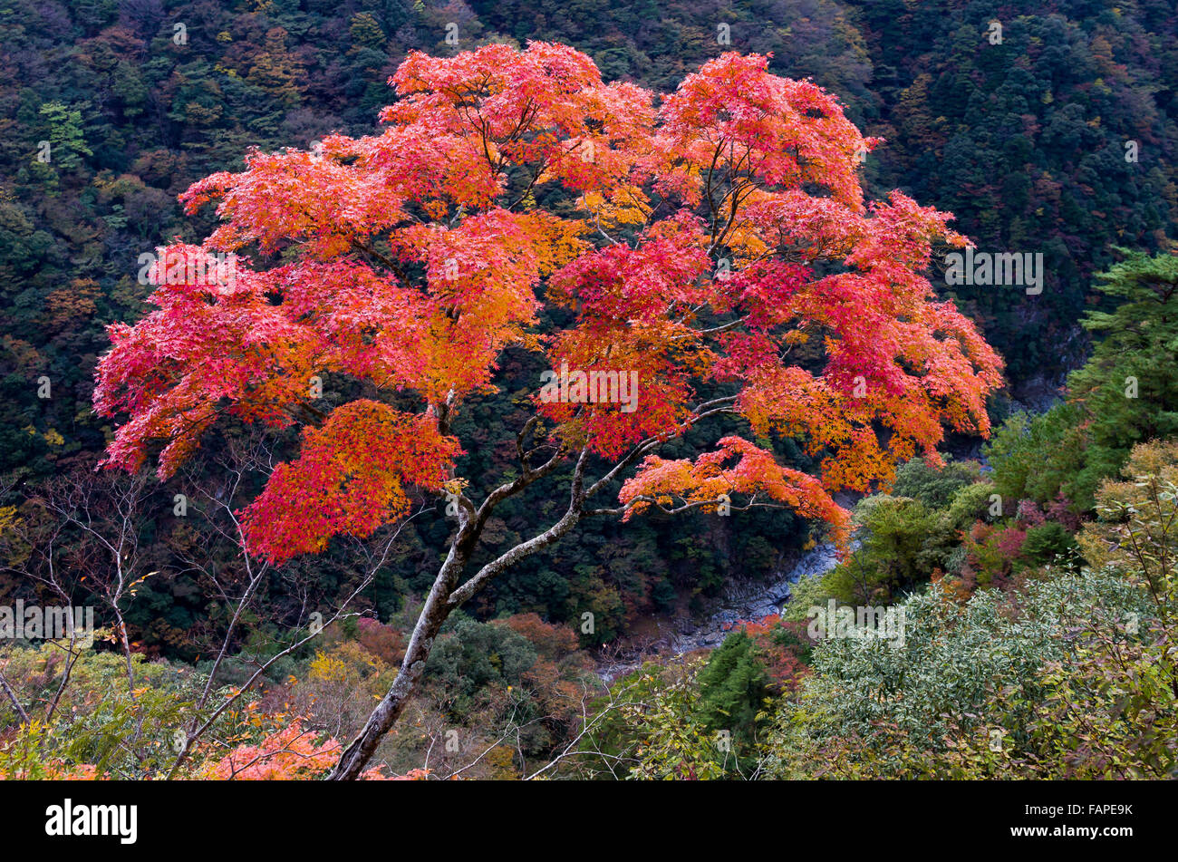 Árbol de arce en la caída o el otoño en Japón Foto de stock
