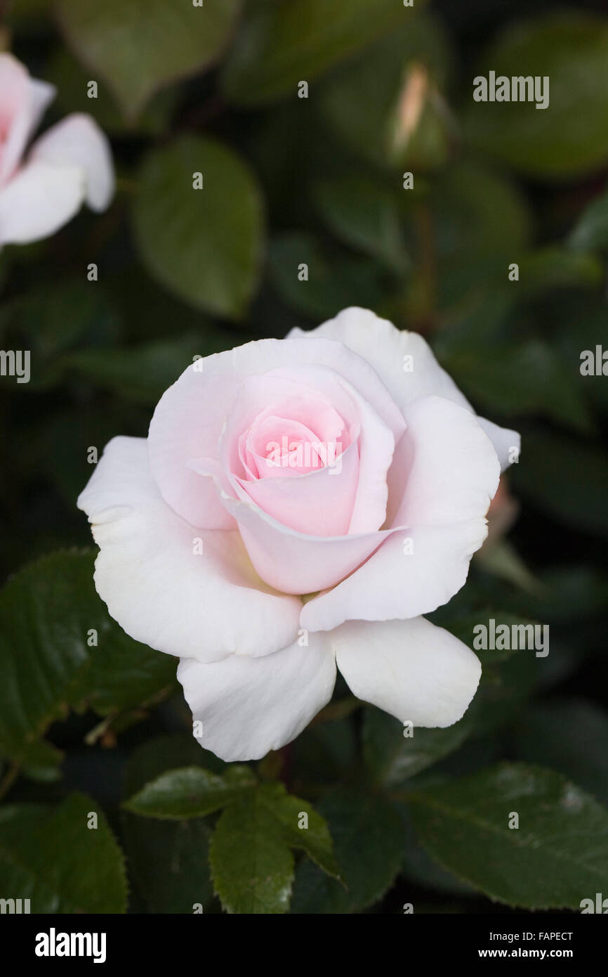 Una rosa blanca pálida sombra de 'Peafanfare'. Foto de stock