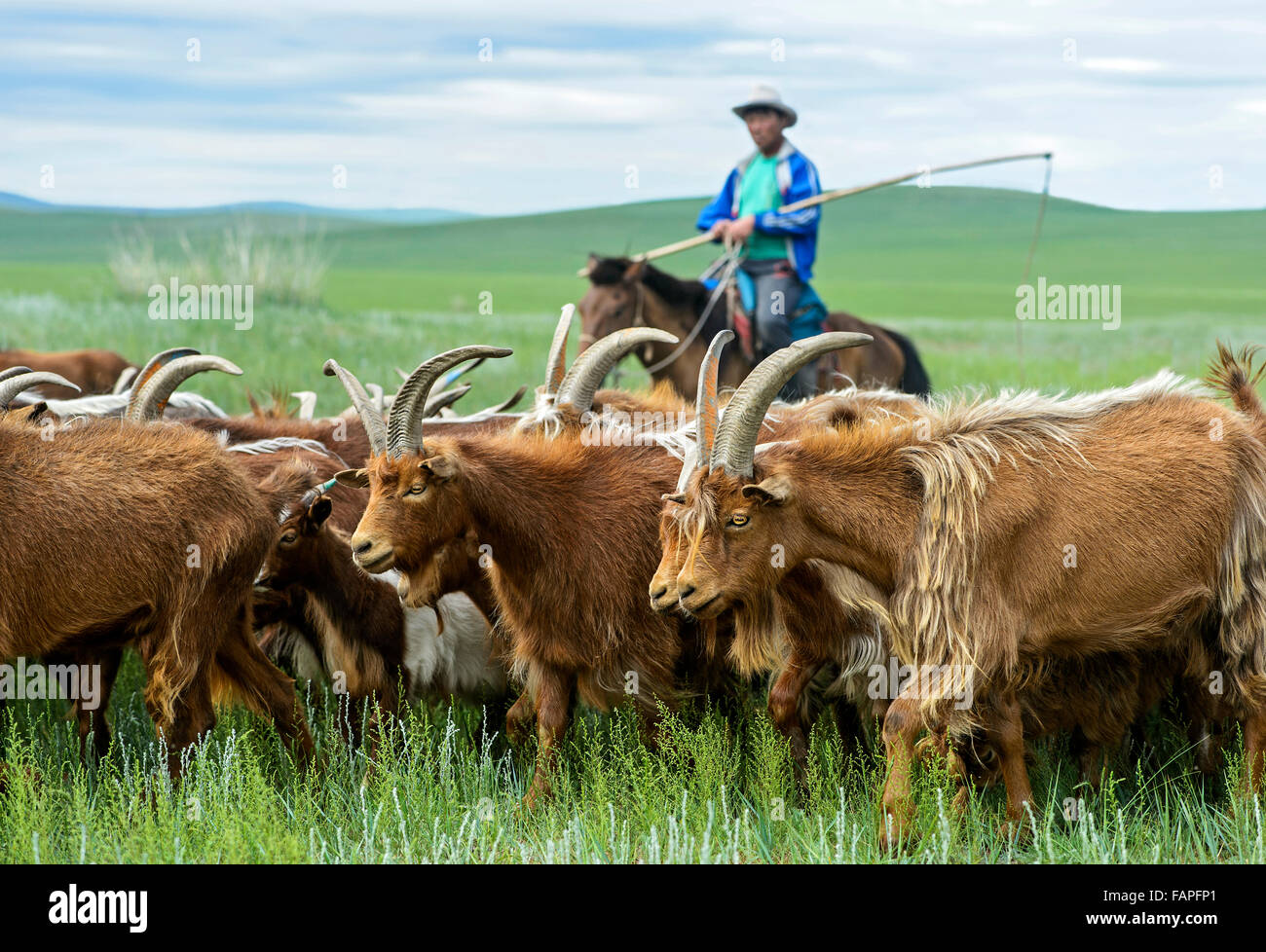 Pastores nómadas de Mongolia a caballo corrales su rebaño de cabras de cachemira, Dashinchilen, Bulgan Aimag, Mongolia Foto de stock