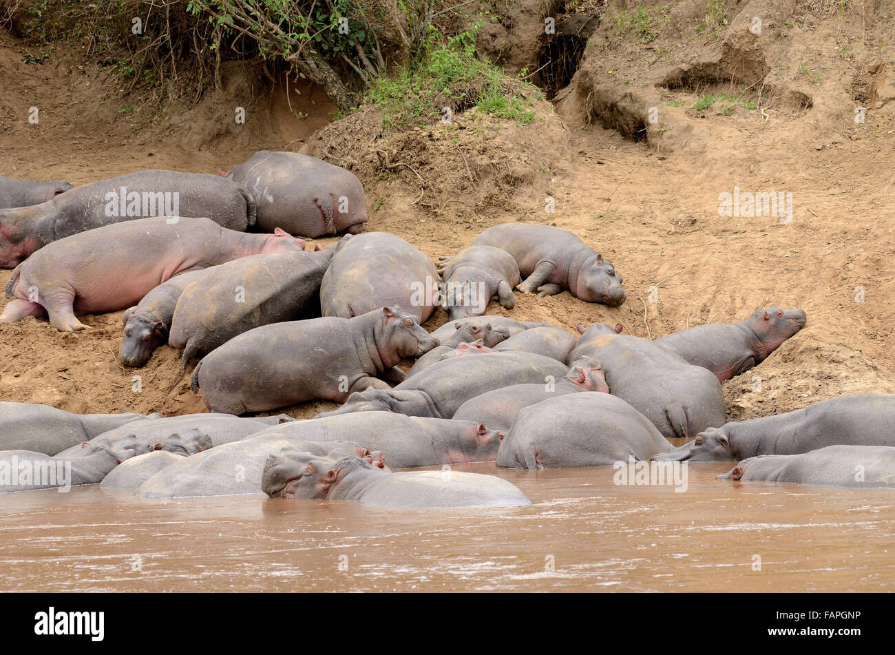 Hipopótamos durmiendo en el río Mara Kenya Foto de stock