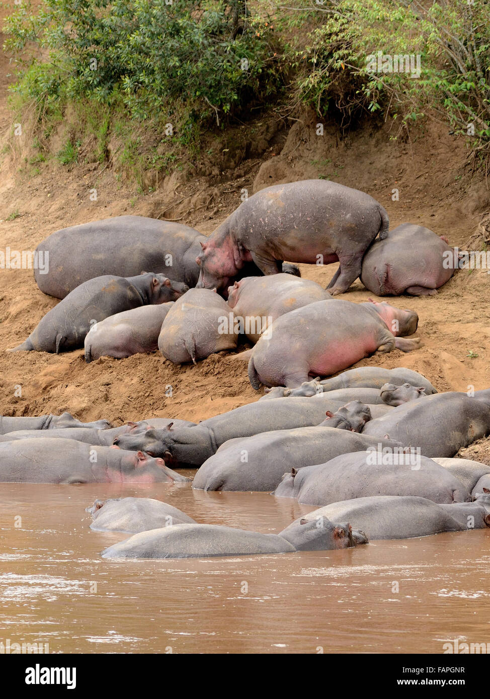 Hipopótamos durmiendo en el río Mara Kenya Foto de stock